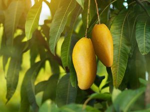 Kalender Jawa Selasa Kliwon 19 November 2024: Tanam Pohon Buah