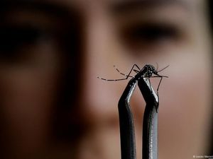 Sebabkan Kematian di Brasil, Apa Itu Demam Oropouche?