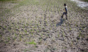 Banyak Sawah Mengering, Petani Indramayu Terancam Gagal Panen