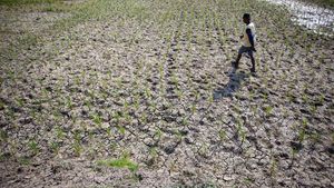 Banyak Sawah Mengering, Petani Indramayu Terancam Gagal Panen