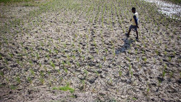 Banyak Sawah Mengering, Petani Indramayu Terancam Gagal Panen