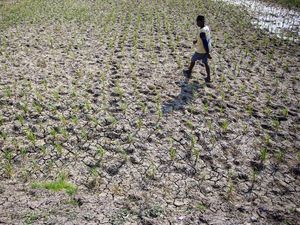 Banyak Sawah Mengering, Petani Indramayu Terancam Gagal Panen Banyak Sawah Mengering, Petani Indramayu Terancam Gagal Panen