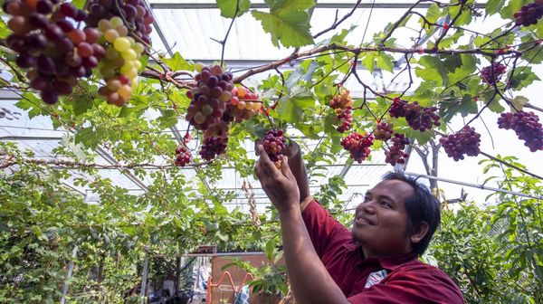 Geliat Budi Daya Anggur Impor di Indramayu