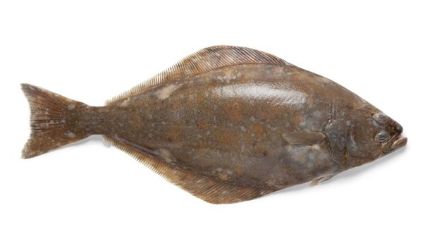 ikan  halibut