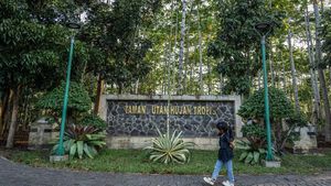 4 Potret Hijaunya Taman Hutan Hujan Tropis Indonesia di Kalimantan Selatan
