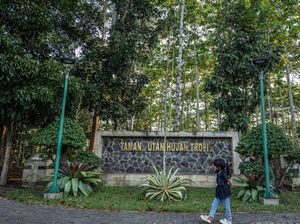 Kenali Forest Bathing, Metode Jepang Kuno untuk Kesehatan Mental dan Fisik Kenali Forest Bathing, Metode Jepang Kuno untuk Kesehatan Mental dan Fisik