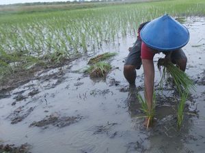Genjot Ketahanan Pangan, Pemkot Semarang Siap Kembangkan Padi Biosalin Genjot Ketahanan Pangan, Pemkot Semarang Siap Kembangkan Padi Biosalin