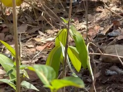 Polisi Olah TKP Penemuan Mayat Bayi di Kuta Lombok Tengah