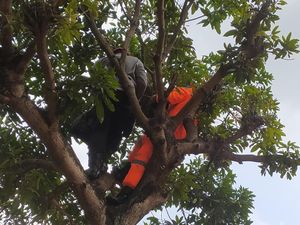 Paniknya Guru-Murid SD di Sleman gegara Lebah Mubal di Halaman Paniknya Guru-Murid SD di Sleman gegara Lebah Mubal di Halaman