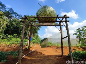 Ponpes di Ciamis Sukses Budidaya Melon Raup Rp25 Juta Sekali Panen