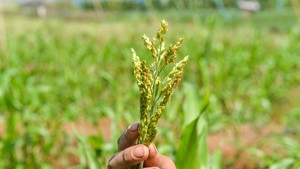 PLN Tanam Sorgum di Pelabuhan Ratu, Bisa Jadi Sumber Energi Baru