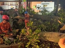 Dahan Pohon di Bogor Patah Akibat Hujan Deras, Arus Lalin Sempat Tutup