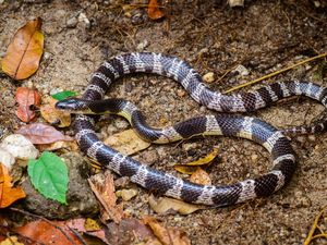 Ular Weling Menurut Pakar UGM: Venomnya Dapat Sebabkan Kematian Ular Weling Menurut Pakar UGM: Venomnya Dapat Sebabkan Kematian