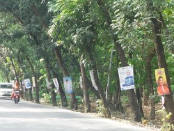 Miris! Pohon di Jalan Pramuka Cirebon Dipasangi Baliho Kampanye