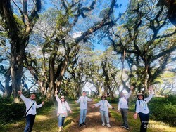 Eksotisnya De Djawatan, Hutan Lord of The Rings dari Banyuwangi