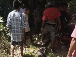 Detik-detik Warga Muna Barat Bunuh-Jual Ular Piton 8 Meter Pemangsa Babi