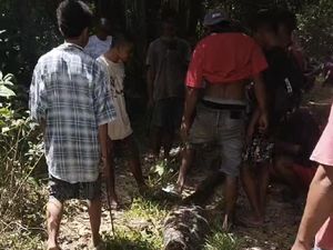 Detik-detik Warga Muna Barat Bunuh-Jual Ular Piton 8 Meter Pemangsa Babi Detik-detik Warga Muna Barat Bunuh-Jual Ular Piton 8 Meter Pemangsa Babi