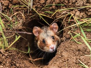 Dilema Jerman: Antara Pembangunan dan Konservasi Satwa Liar