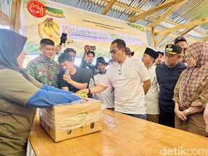 Pisang Cavendish di Bone Panen Perdana 2 Ton, Dipasarkan ke Makassar-Jakarta Pisang Cavendish di Bone Panen Perdana 2 Ton, Dipasarkan ke Makassar-Jakarta