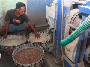 Melihat Produksi Beras Organik di Bali