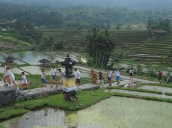 Upaya Pemkab Tabanan Mempertahankan Lumbung Padi Bali