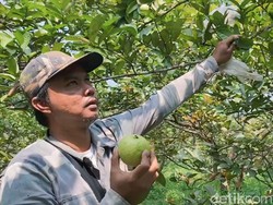 Kisah Haru di Balik Kerja Keras Soni Merawat Pohon Jambu di Sukabumi