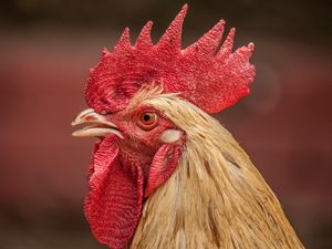 Pada 1950-an, Inggris Pernah Mau Bikin Bom Nuklir Berisi Ayam Hidup Pada 1950-an, Inggris Pernah Mau Bikin Bom Nuklir Berisi Ayam Hidup
