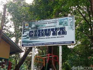 Menikmati Pesona Alam dan Kura-kura di Objek Wisata Cikuya Cirebon Menikmati Pesona Alam dan Kura-kura di Objek Wisata Cikuya Cirebon