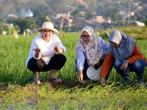Pemkot Semarang Tanam Padi Biosalin, Walkot: Tambah Ketahanan Pangan