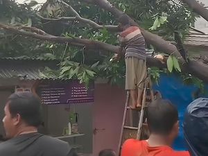 6 Rumah di Ciputat Tangsel Rusak Tertimpa Pohon Tumbang