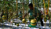 Serunya Wisata Petik Melon di Kebun Hidroponik Magetan