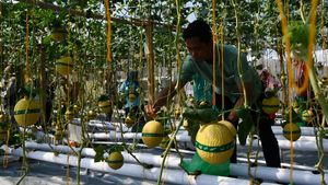 Serunya Wisata Petik Melon di Kebun Hidroponik Magetan