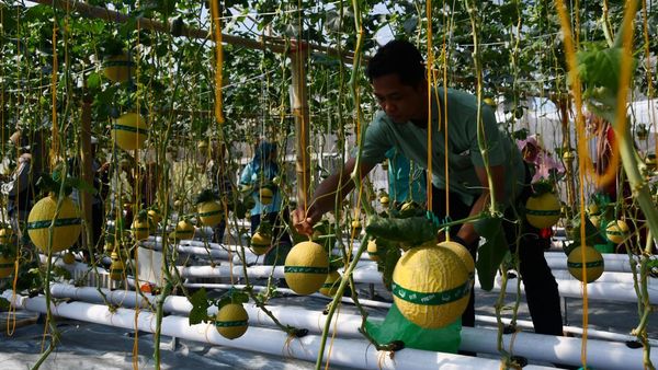 Serunya Wisata Petik Melon di Kebun Hidroponik Magetan