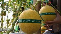 Serunya Wisata Petik Melon di Kebun Hidroponik Magetan, Coba Yuk!