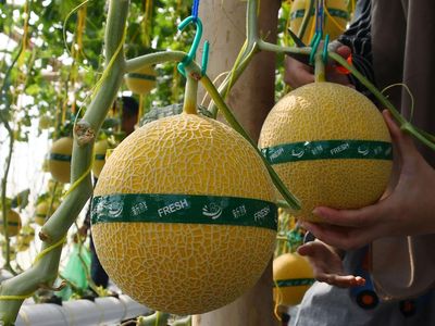 Serunya Wisata Petik Melon di Kebun Hidroponik Magetan, Coba Yuk!