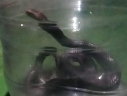 Kisah Perempuan Panik di WC Ada Ular dan Dibantu Panji Petualang