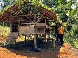 Teror Buas Sang Pemangsa Ternak di Sukabumi