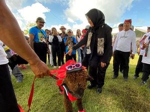 Tingkah Gemas Ratusan Domba dan Kambing Berebut Piala Bupati Banyuwangi Tingkah Gemas Ratusan Domba dan Kambing Berebut Piala Bupati Banyuwangi