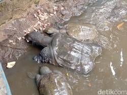 Kisah Jaka Saliwa dan Munculnya Kura-kura di Desa Belawa