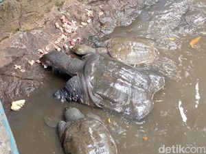 Kisah Jaka Saliwa dan Munculnya Kura-kura di Desa Belawa Kisah Jaka Saliwa dan Munculnya Kura-kura di Desa Belawa