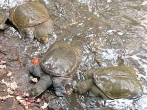 Usaha Melestarikan Kuya Belawa, Satwa Unik yang Dikeramatkan di Cirebon Usaha Melestarikan Kuya Belawa, Satwa Unik yang Dikeramatkan di Cirebon