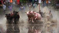 Meriahnya Festival Balap Kerbau di Thailand