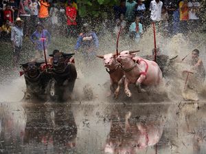 Meriahnya Festival Balap Kerbau di Thailand Meriahnya Festival Balap Kerbau di Thailand