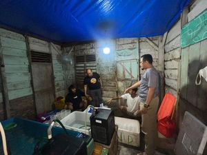 Gudang Penampungan Benih Lobster di Lampung Digerebek Polisi, 2 Orang Diamankan
