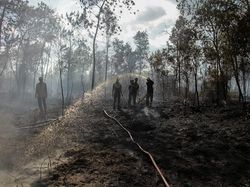 3 Provinsi di Kalimantan Rawan Karhutla, BMKG Siapkan Strategi OMC