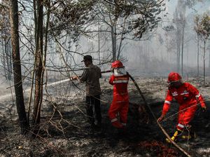 Potret Perjuangan Damkar Padamkan Kebakaran Lahan Gambut di Kalteng Potret Perjuangan Damkar Padamkan Kebakaran Lahan Gambut di Kalteng