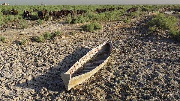 Potret Kekeringan Landa Rawa di Irak