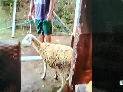 Serangan Hewan Buas ke Ternak di Sukabumi Tak Berhenti