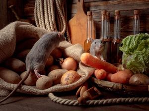 Coba Periksa! Ini Tempat Persembunyian Tikus di Rumah