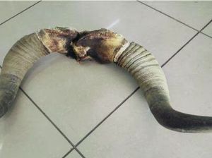 Iseng Pungut Tanduk Buat Dibawa Pulang, Turis Ditangkap di Bandara Iseng Pungut Tanduk Buat Dibawa Pulang, Turis Ditangkap di Bandara